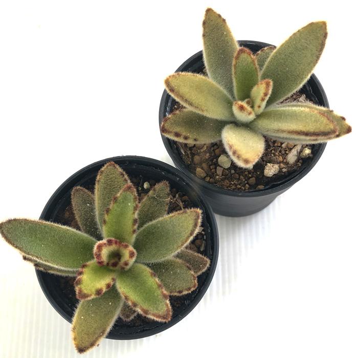 日本花キ流通 多肉植物 hmカランコエ ゴールデンガール 多肉植物
