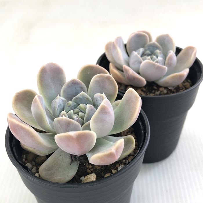 日本花キ流通 多肉植物 hmエケベリア タイニーバーガー 多肉植物