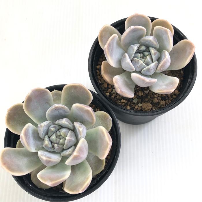 日本花キ流通 多肉植物 hmエケベリア タイニーバーガー 多肉植物