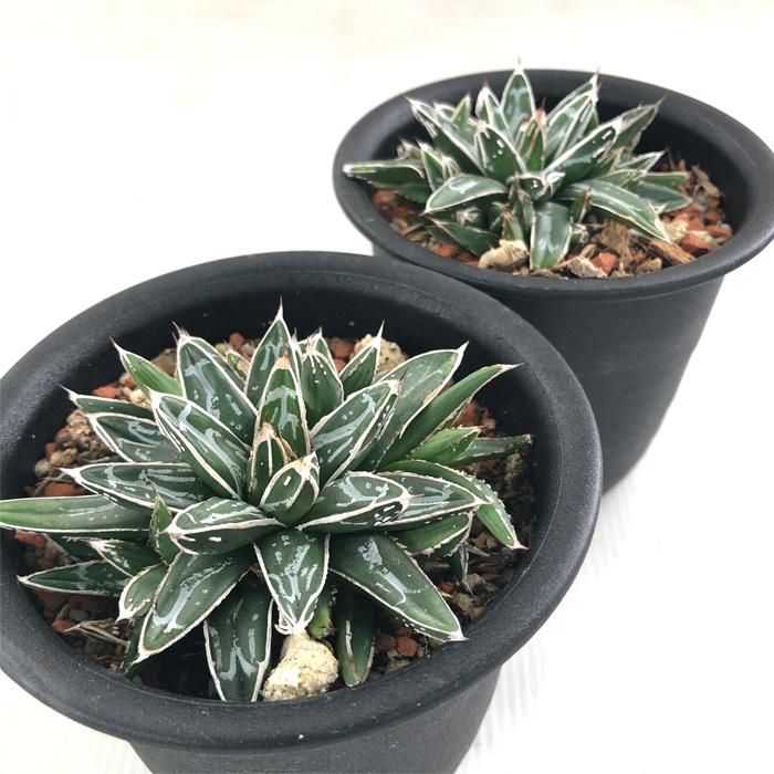 人気no 1 本体 多肉植物アガベ 笹の雪濃白雪 極上美株 10株抱き合わせ売り01 安い購入 Cpslsctrainingportal Com