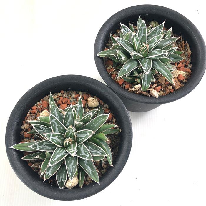 人気no 1 本体 多肉植物アガベ 笹の雪濃白雪 極上美株 10株抱き合わせ売り01 安い購入 Cpslsctrainingportal Com