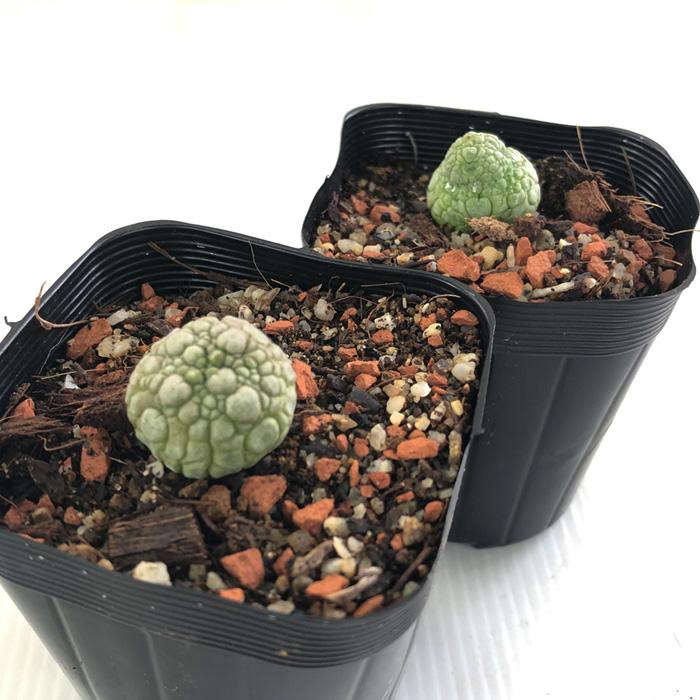 日本花キ流通 多肉植物 caプセウドリトス ミギウルティヌス 7.5