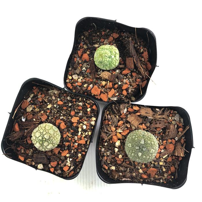 日本花キ流通 多肉植物 caプセウドリトス ミギウルティヌス 7.5 日本花キ流通 多肉植物 caプセウドリトス ミギウルティヌス 7.5