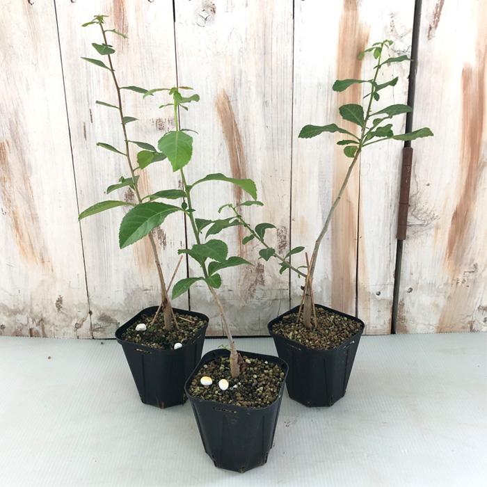 日本花キ流通 多肉植物 caコミフォラ sp ブラックステム コーデックス