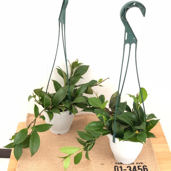 日本花キ流通 観葉植物 ホヤ オブスクラ 4号 吊り鉢 吊り下げ