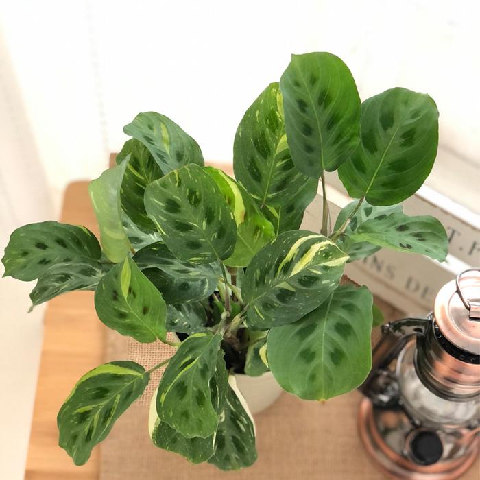 日本花キ流通 観葉植物 カラテア マランタ 斑入り 4号鉢 小型 小さい