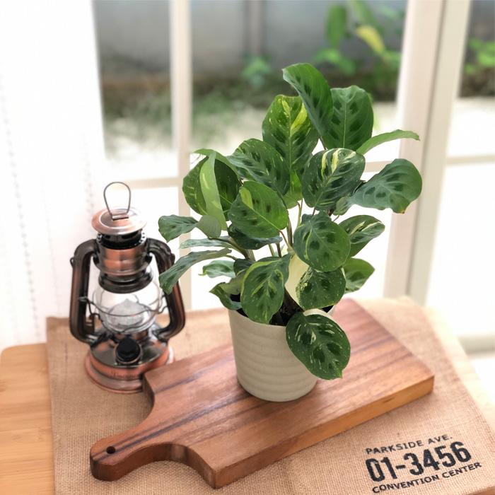 日本花キ流通 観葉植物 カラテア マランタ 斑入り 4号鉢 小型 小さい