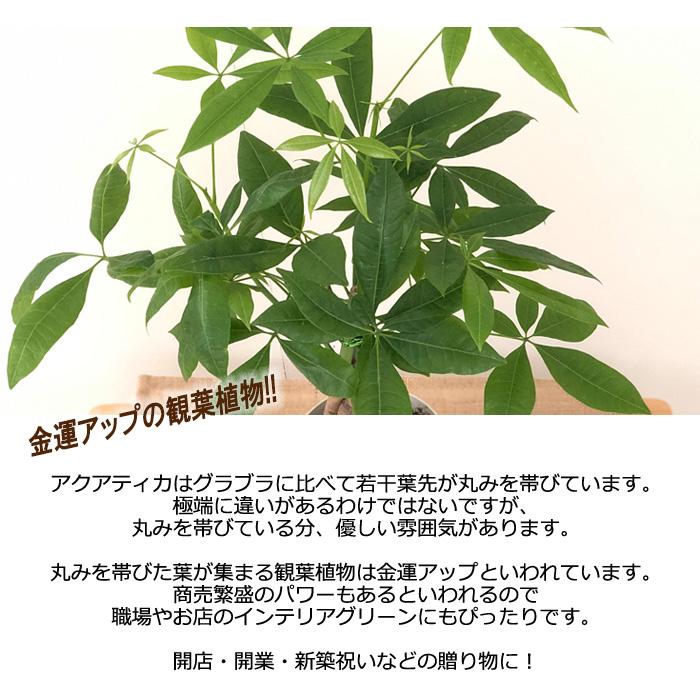 パキラ アクアティカ 編み込み 4号鉢 苗 観葉植物 インテリア おしゃれ Z フラワーネット日本花キ流通 通販 Yahoo ショッピング