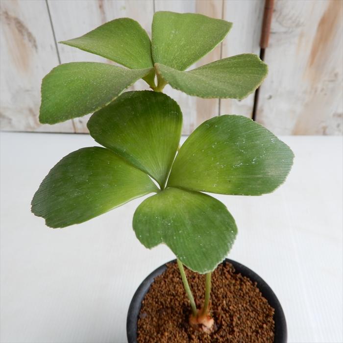 ザミア フルフラセア 羅紗葉 石化 大株 コーデックス 多肉植物 塊根植物 Hatsandladders Com