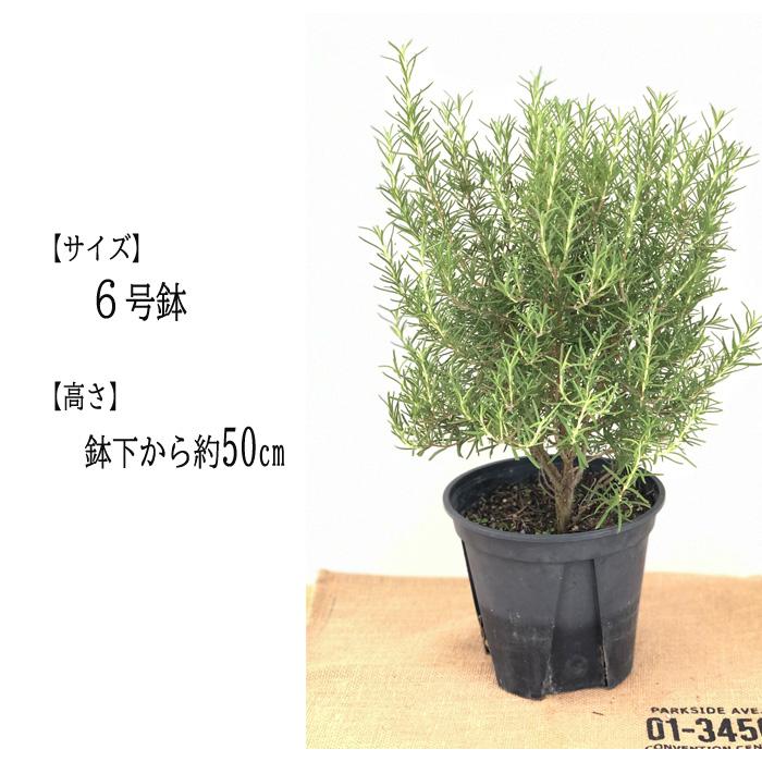 日本花キ流通 ローズマリー マリンブルー 6号鉢 送料無料 虫除け 立性