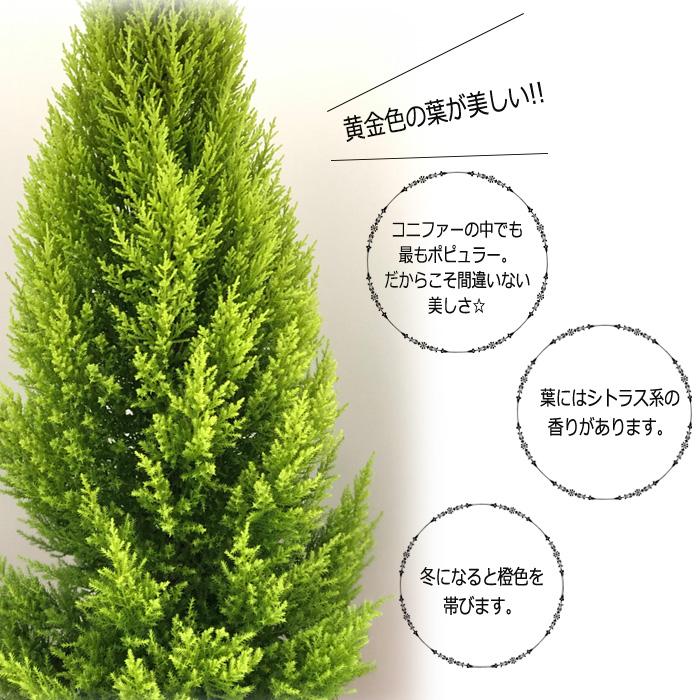 日本花キ流通 予約販売 観葉植物 ゴールドクレスト 7号鉢 送料無料