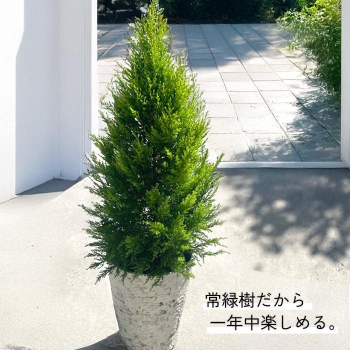日本花キ流通 予約販売 観葉植物 ゴールドクレスト 7号鉢 送料無料