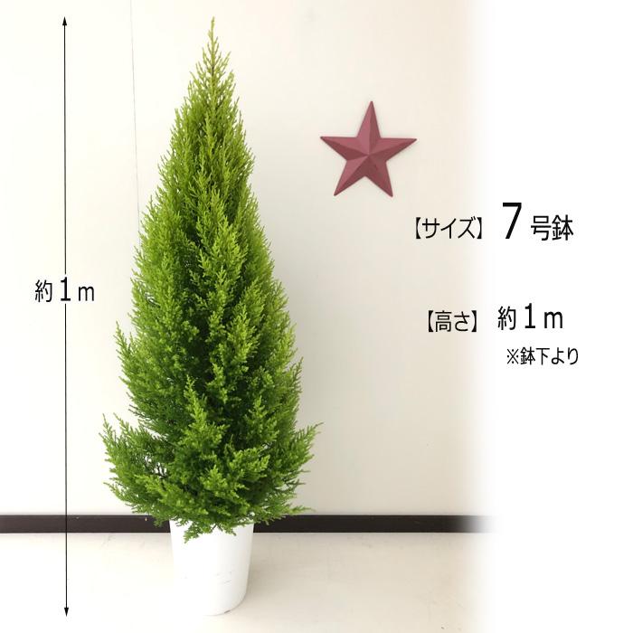 ゴールドクレスト 7号鉢 送料無料 観葉植物 苗 インテリア おしゃれ コニファー Z フラワーネット日本花キ流通 通販 Yahoo ショッピング