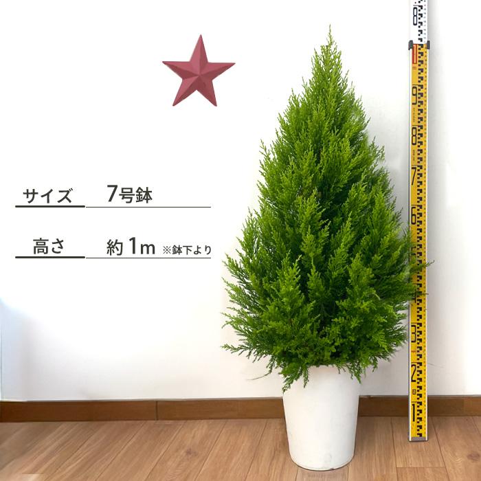 日本花キ流通 観葉植物 ゴールドクレスト 7号鉢 送料無料 観葉植物