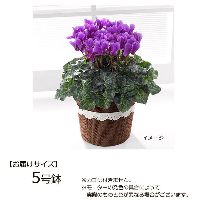 予約販売 サントリーフラワーズ シクラメン アロマブルー 5号鉢 送料無料 観葉植物 苗 セレナーディアシリーズ Z フラワーネット日本花キ流通 通販 Yahoo ショッピング