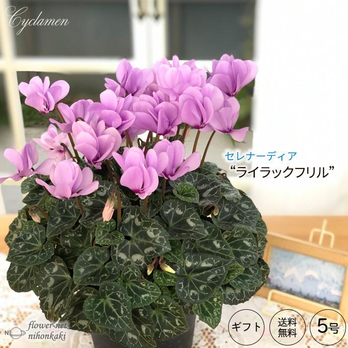 予約販売 シクラメン ライラックフリル 5号鉢 送料無料 鉢花 セレナーディアシリーズ 12月上旬以降発送 Z フラワーネット日本花キ流通 通販 Yahoo ショッピング