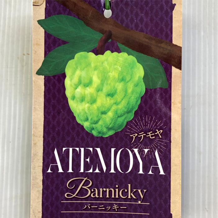 アテモヤ バーニッキー 接木苗 花芽付き 【公式通販】