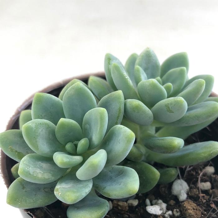日本花キ流通 多肉植物 seセダム クリームロッティー 多肉植物 セダム
