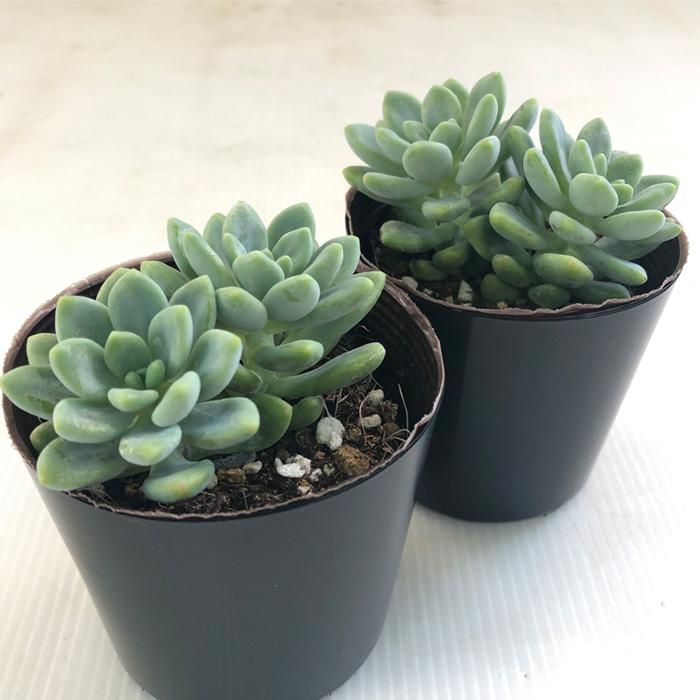 日本花キ流通 多肉植物 seセダム クリームロッティー 多肉植物 セダム