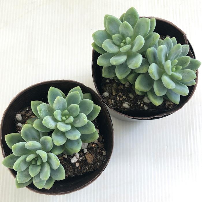日本花キ流通 多肉植物 seセダム クリームロッティー 多肉植物 セダム
