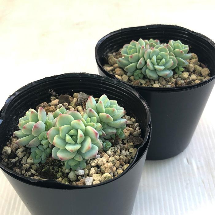 多肉植物 seセダム ペレスデラロサエ ピンクエッジ 多肉植物 セダム 多肉植物 seセダム ペレスデラロサエ ピンクエッジ 多肉植物 セダム