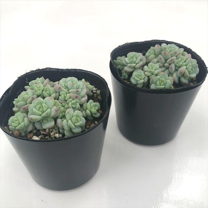 日本花キ流通 多肉植物 seセダム ペレスデラロサエ ピンクエッジ