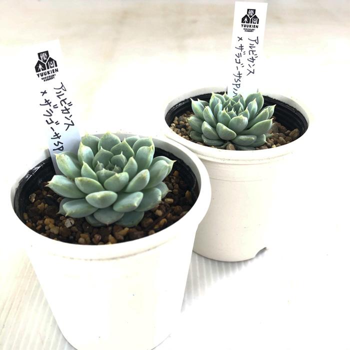 多肉植物 yukエケベリア アルビカンス×ザラゴーサspノバ 優木園