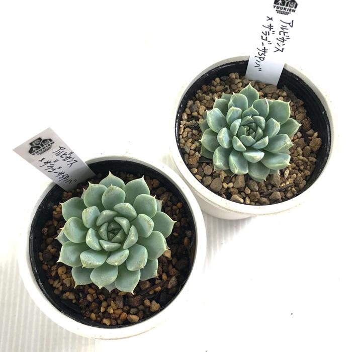 多肉植物　エケベリア　ザラゴーサspノバ　優木園さん苗　カット苗　微根あり 多肉植物 エケベリア ザラゴーサspノバ 優木園さん苗 カット苗