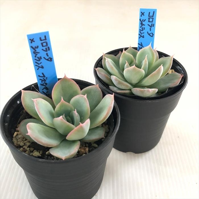 多肉植物 oriエケベリア コロラータ×シムランスブスタマンテ お