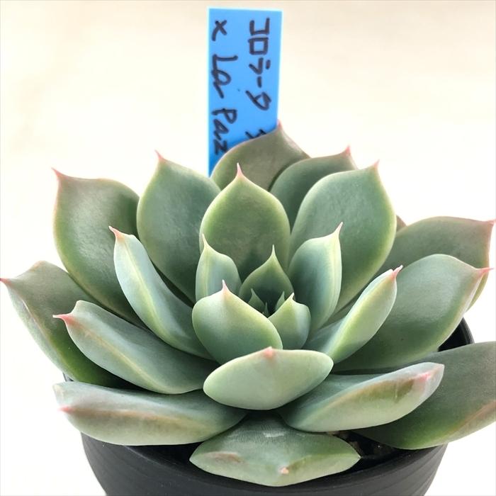 多肉植物 oriエケベリア コロラータタパルパ×La paz おらいさん 多肉植物 oriエケベリア コロラータタパルパ×La paz おらいさん