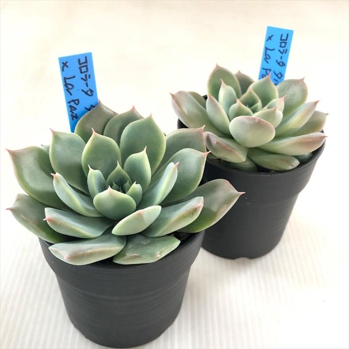 多肉植物 oriエケベリア コロラータタパルパ×La paz おらいさん 多肉植物 oriエケベリア コロラータタパルパ×La paz おらいさん