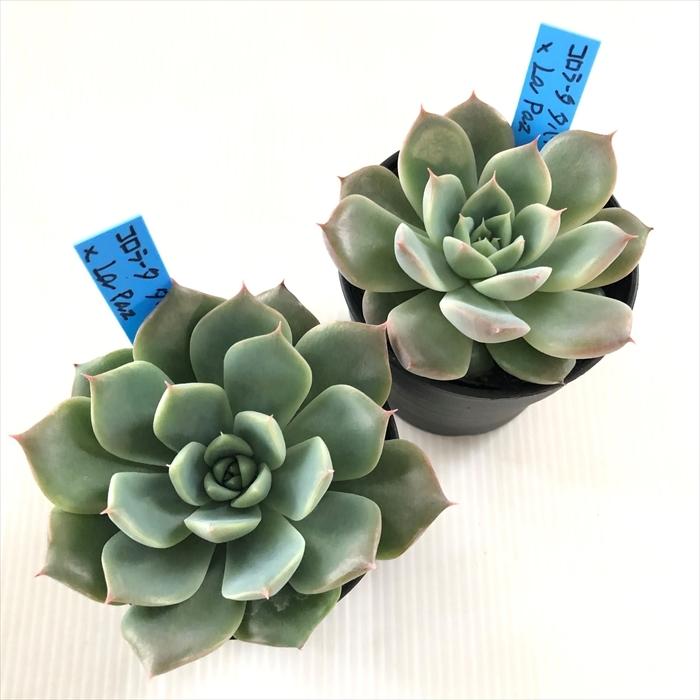 多肉植物 oriエケベリア コロラータタパルパ×La paz おらいさん 多肉植物 oriエケベリア コロラータタパルパ×La paz おらいさん