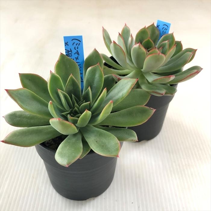 多肉植物 oriエケベリア （ミニマ×バルシー）×相府蓮 おらいさん苗