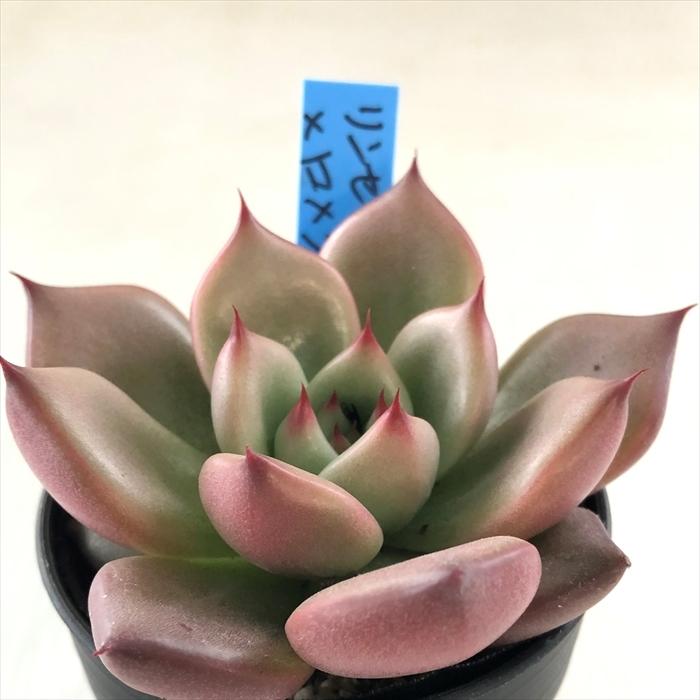 多肉植物 oriエケベリア リンゼアナ×ロメオ おらいさん苗エケベリア