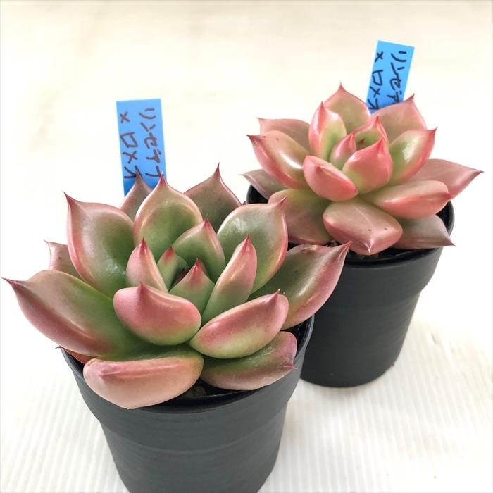 多肉植物 oriエケベリア リンゼアナ×ロメオ おらいさん苗エケベリア