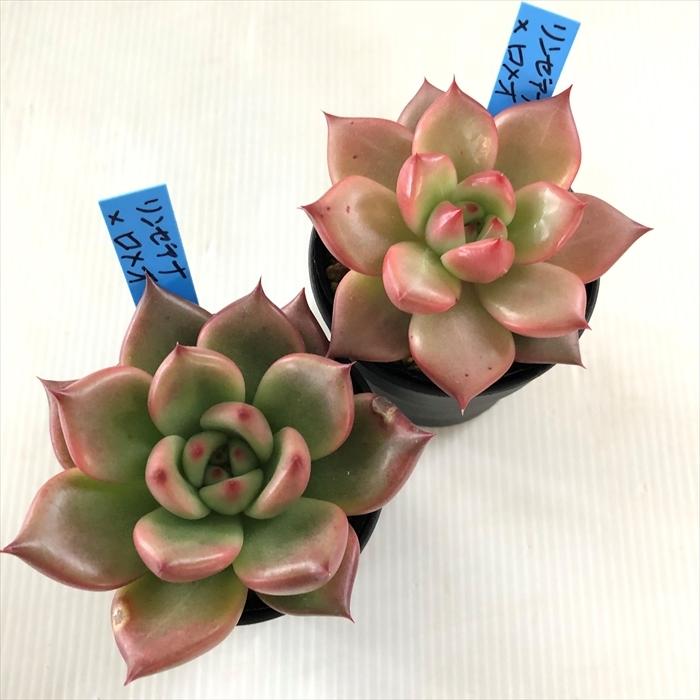 多肉植物 oriエケベリア リンゼアナ×ロメオ おらいさん苗エケベリア