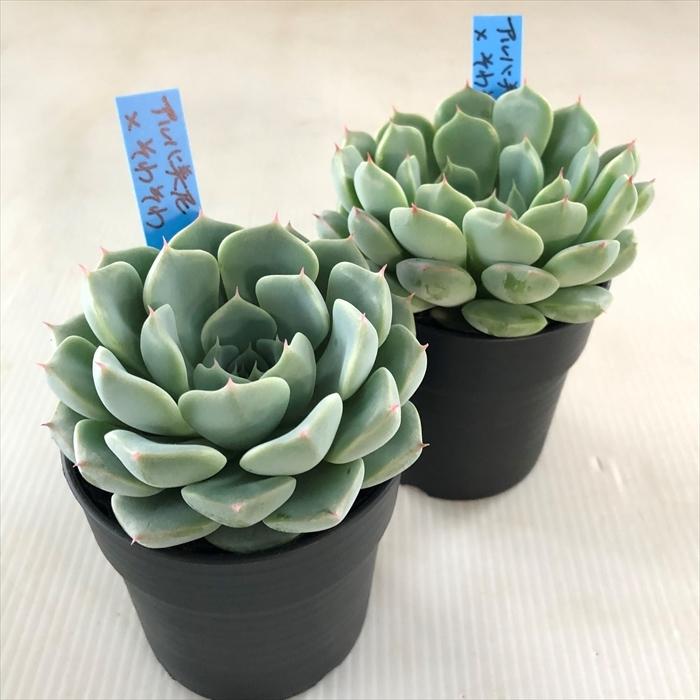 多肉植物 oriエケベリア アルバ美尼×そわそわ おらいさん苗エケベリア