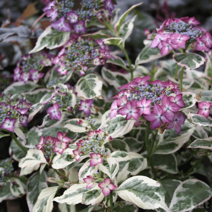 日本花キ流通 予約販売 山アジサイ 御殿場錦 9cmポット 品種登録