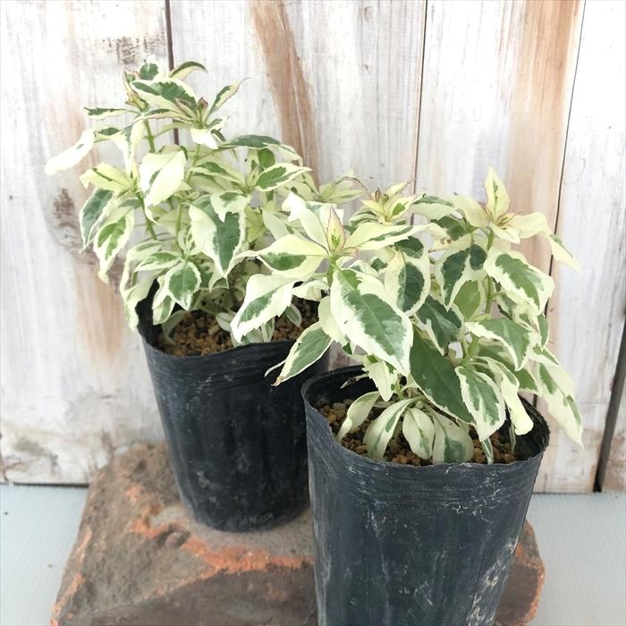 斑入りヤマアジサイ 御殿場錦 9cmポット ヤマアジサイ 山アジサイ 紫陽花 ガーデニング 多年草 Z フラワーネット日本花キ流通 通販 Yahoo ショッピング