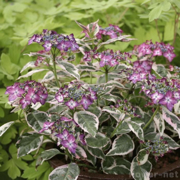 c*7様 山野草　斑入りヤマアジサイ　御殿場錦 楽天市場】予約販売 山アジサイ 御殿場錦 9cmポット 品種登録