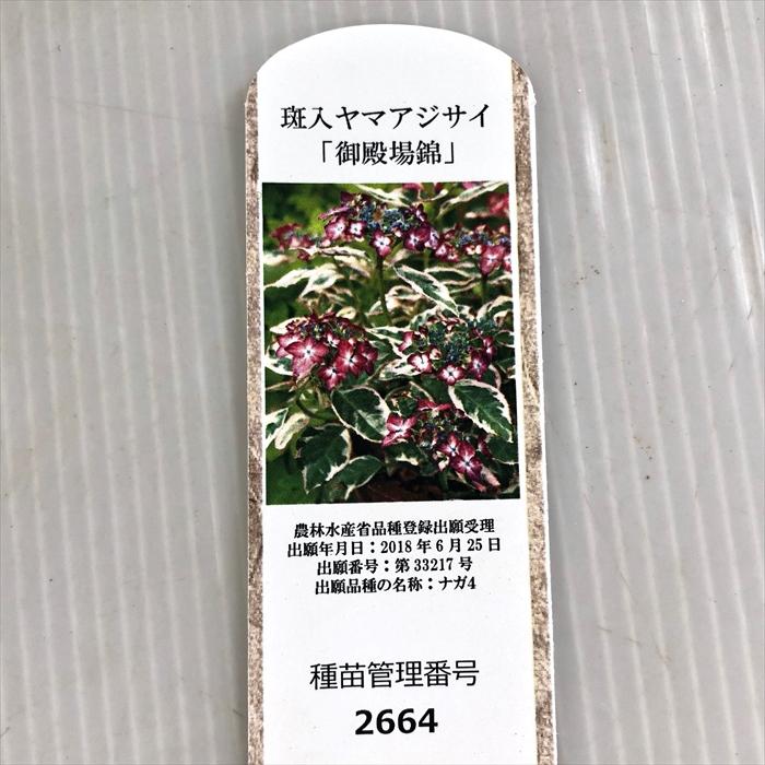 日本花キ流通 予約販売 山アジサイ 御殿場錦 9cmポット 品種登録出願中