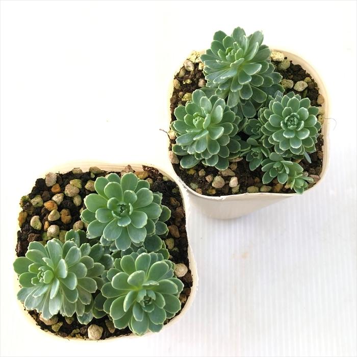 多肉植物 Sbセダム ローズセダム 7 5cmポット 多肉植物 Z フラワーネット日本花キ流通 通販 Yahoo ショッピング