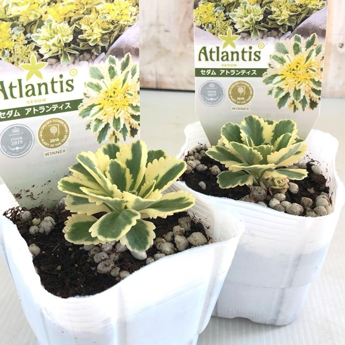 多肉植物 Seセダム アトランティス 多肉植物 セダム 9cmポット Z フラワーネット日本花キ流通 通販 Yahoo ショッピング