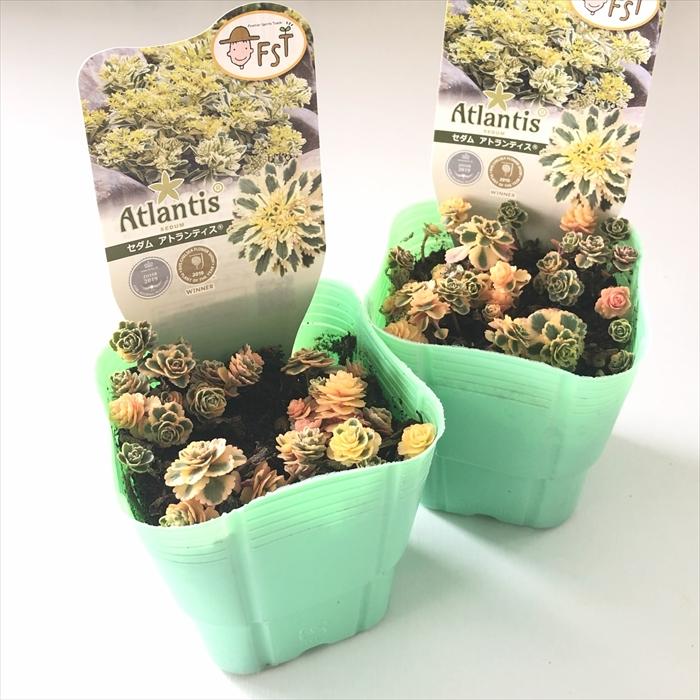 日本花キ流通 多肉植物 seセダム アトランティス 登録品種 多肉植物