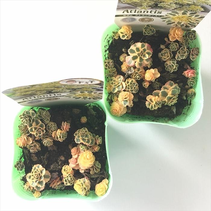 日本花キ流通 多肉植物 seセダム アトランティス 登録品種 多肉植物