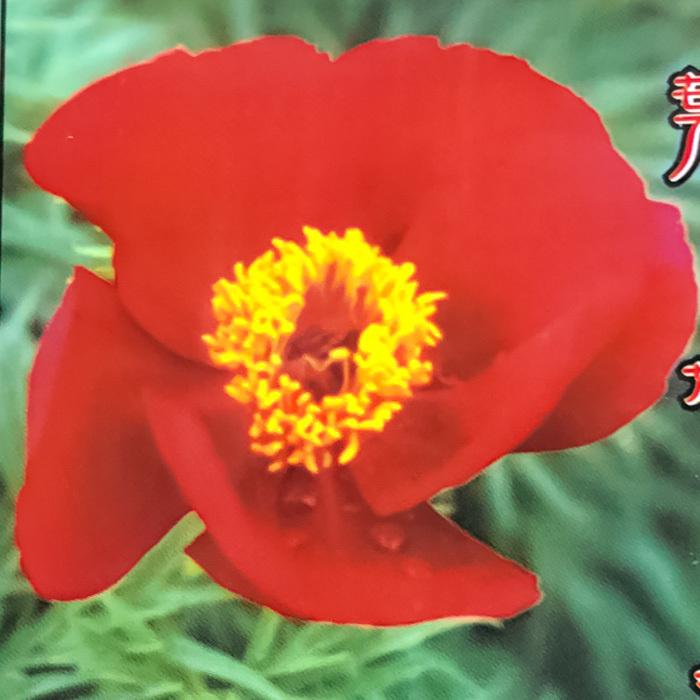 予約販売 芍薬 糸葉芍薬 テヌイフォリア 12cmポット 変わり咲き シャクヤク 苗木 Z フラワーネット日本花キ流通 通販 Yahoo ショッピング