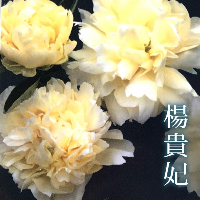 予約販売 芍薬 楊貴妃 12cmポット 変わり咲き 黄色シャクヤク シャクヤク 苗木 Z フラワーネット日本花キ流通 通販 Yahoo ショッピング