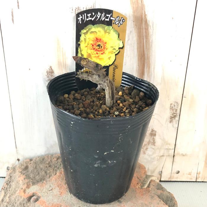 日本花キ流通 芍薬 オリエンタルゴールド 12cmポット 変わり咲き