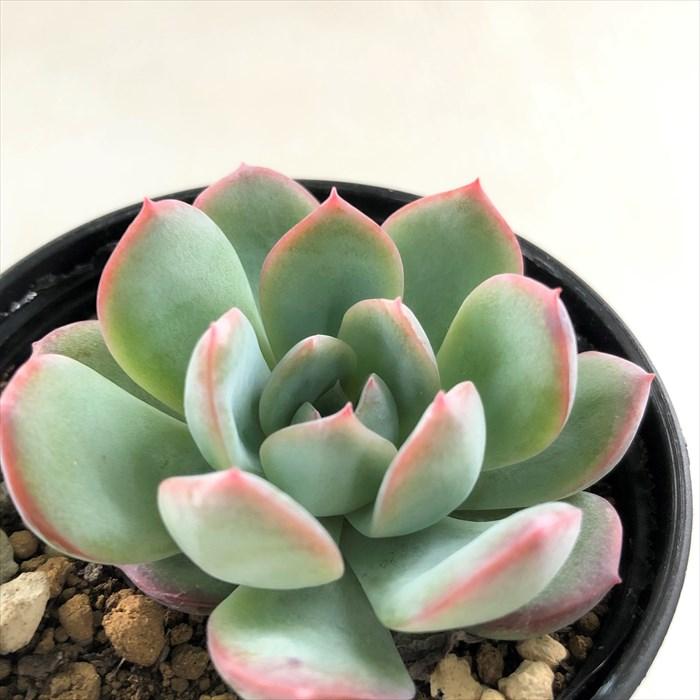 多肉植物 Hmエケベリア ウォーターリリー 多肉植物 エケベリア 6cmポット Z フラワーネット日本花キ流通 通販 Yahoo ショッピング