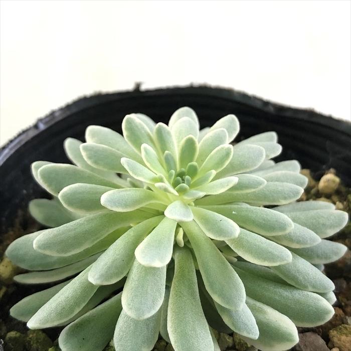 多肉植物 Seミセバヤ 斑入りタカスソウ 多肉植物 セダム 7 5cmポット Azm Z フラワーネット日本花キ流通 通販 Yahoo ショッピング